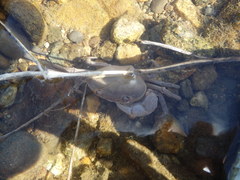 Geothelphusa dehaani