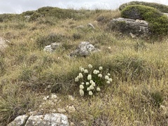 Ptilotus angustifolius