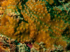 Turbinaria stellulata
