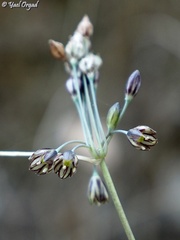 Allium tardiflorum