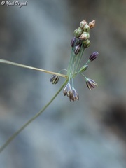 Allium tardiflorum