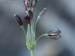 Allium tardiflorum