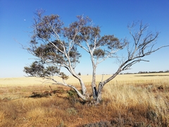 Eucalyptus armillata