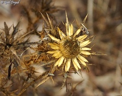 Carlina libanotica