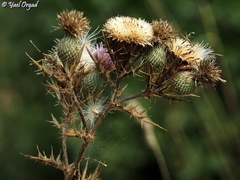 Cirsium phyllocephalum