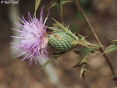 Cirsium phyllocephalum