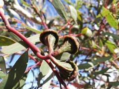 Eucalyptus armillata