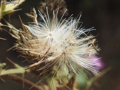 Cirsium phyllocephalum