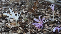 Colchicum hierosolymitanum