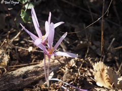Colchicum hierosolymitanum