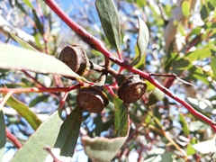 Eucalyptus armillata