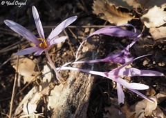 Colchicum hierosolymitanum