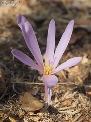Colchicum hierosolymitanum