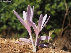 Colchicum hierosolymitanum