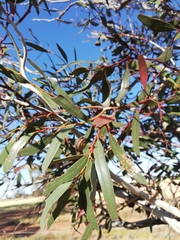 Eucalyptus armillata