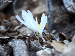 Colchicum troodi