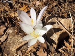 Colchicum troodi