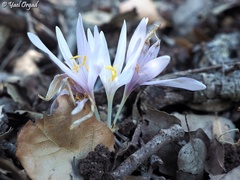 Colchicum troodi