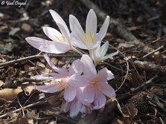 Colchicum troodi