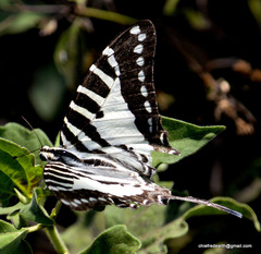 Graphium nomius