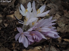 Colchicum troodi