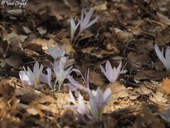 Colchicum troodi