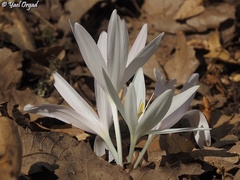 Colchicum troodi