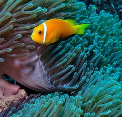 Amphiprion nigripes