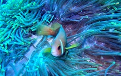 Amphiprion nigripes