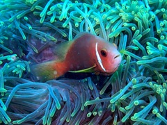 Amphiprion nigripes
