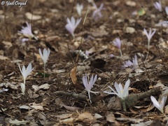 Colchicum troodi