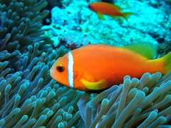 Amphiprion nigripes
