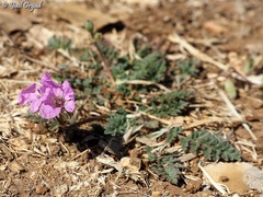 Erodium acaule
