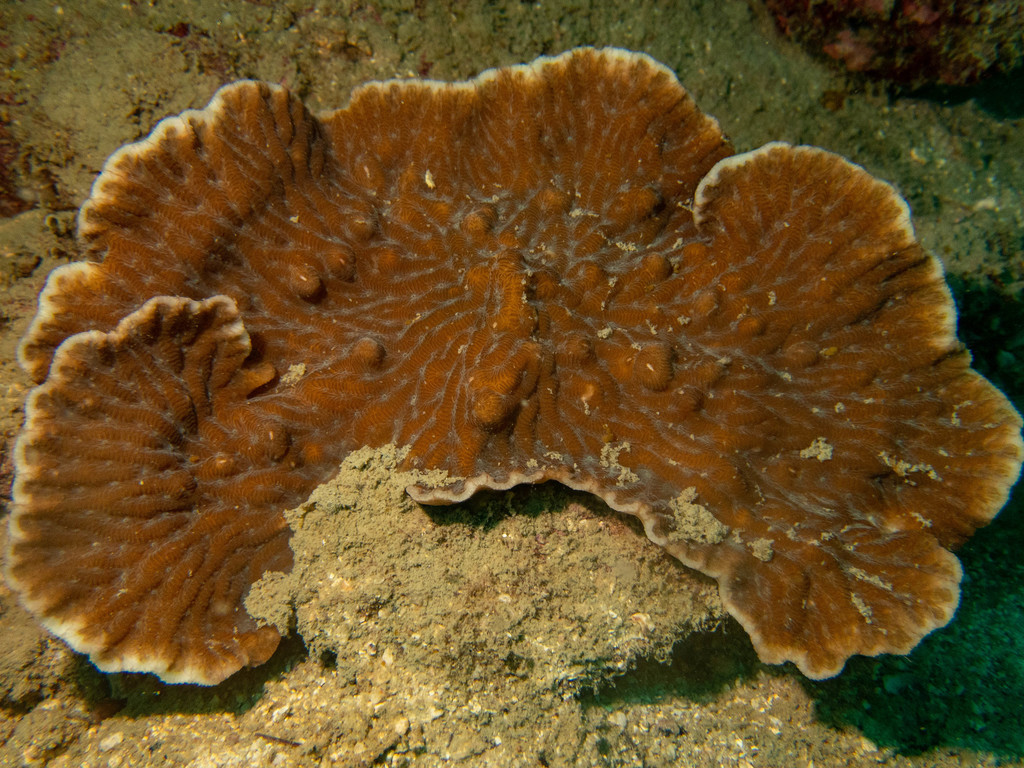 Merulina ampliata