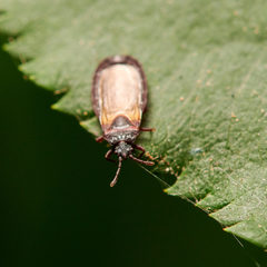 Aneurus laevis
