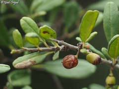 Rhamnus punctata
