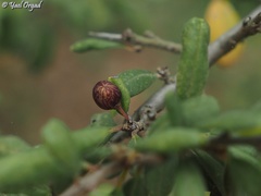 Rhamnus punctata
