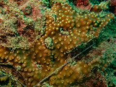 Turbinaria stellulata
