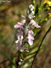 Teucrium creticum