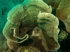 Podabacia crustacea image