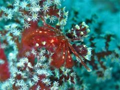 Achaeus japonicus
