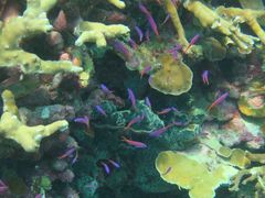 Mirolabrichthys tuka