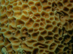 Gardineroseris planulata