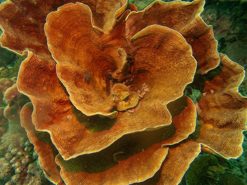 Pachyseris foliosa