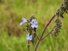 Salvia palifolia