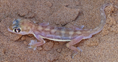 Pachydactylus rangei