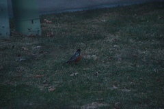 Turdus migratorius