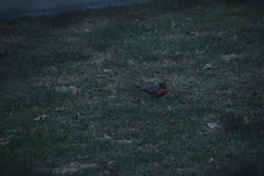 Turdus migratorius