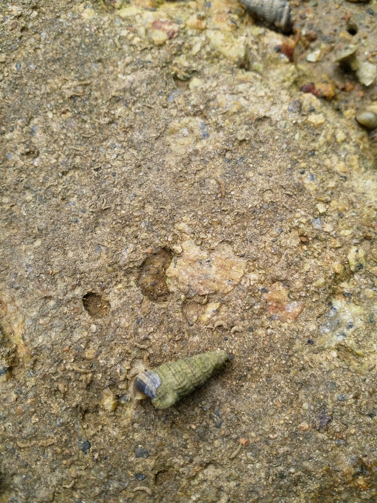 Cerithidea moerchii