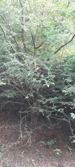 Vachellia nilotica